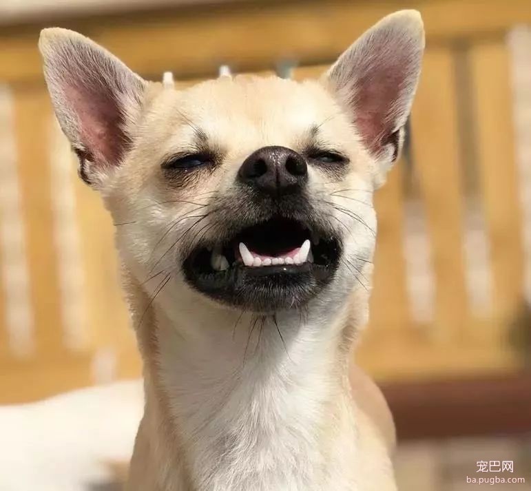 大型真香现场：肌肉男直言要养就养猛犬，嘲笑哥们养小狗太娘炮，可后来...-13.jpeg