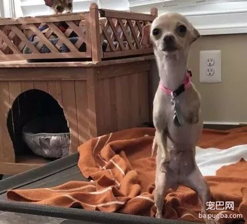 大型真香现场：肌肉男直言要养就养猛犬，嘲笑哥们养小狗太娘炮，可后来...-12.jpeg