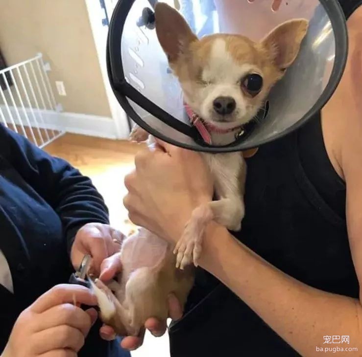 大型真香现场：肌肉男直言要养就养猛犬，嘲笑哥们养小狗太娘炮，可后来...-17.jpeg