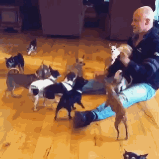 大型真香现场：肌肉男直言要养就养猛犬，嘲笑哥们养小狗太娘炮，可后来...-19.gif