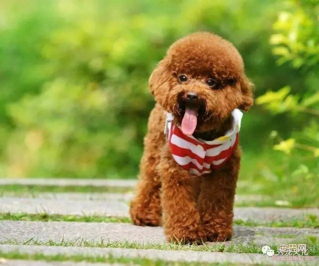 小型犬——推荐想买狗狗的朋友-1.jpeg