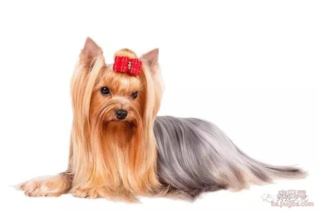 小型犬——推荐想买狗狗的朋友-3.jpeg