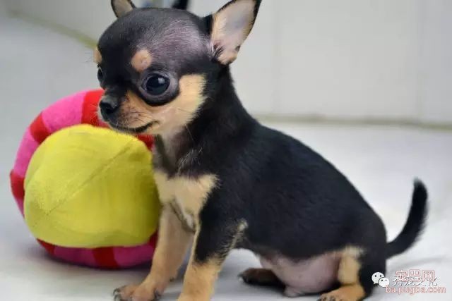 小型犬——推荐想买狗狗的朋友-4.jpeg
