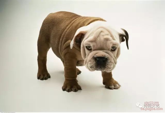 小型犬——推荐想买狗狗的朋友-6.jpeg