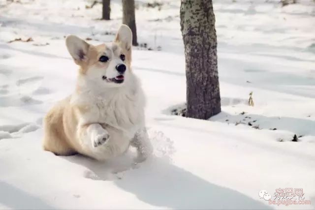 小型犬——推荐想买狗狗的朋友-7.jpeg