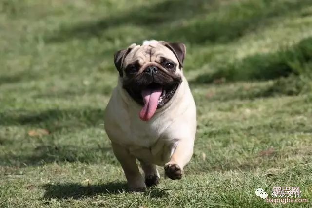 小型犬——推荐想买狗狗的朋友-8.jpeg