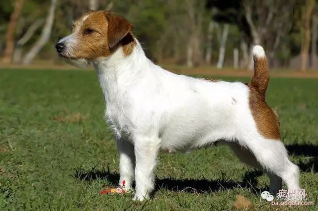 小型犬——推荐想买狗狗的朋友-9.jpeg