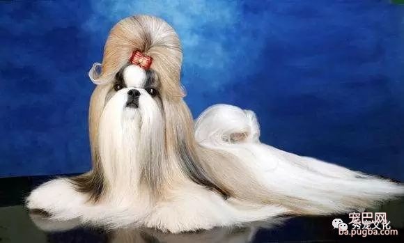 小型犬——推荐想买狗狗的朋友-12.jpeg
