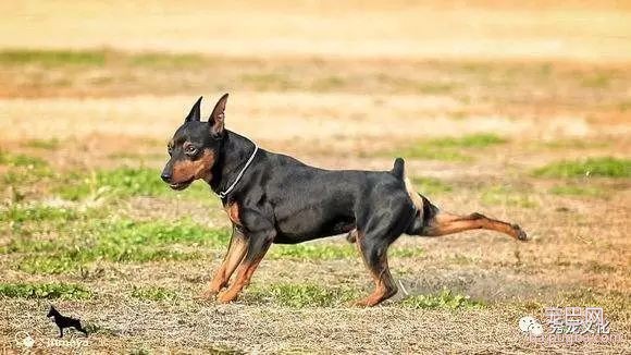 小型犬——推荐想买狗狗的朋友-14.jpeg