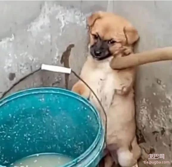 小黄狗因为捣蛋被网友罚站，结果它的一个微表情，主人笑的扶墙走-1.jpeg