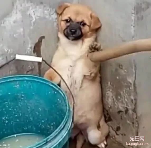 小黄狗因为捣蛋被网友罚站，结果它的一个微表情，主人笑的扶墙走-3.jpeg