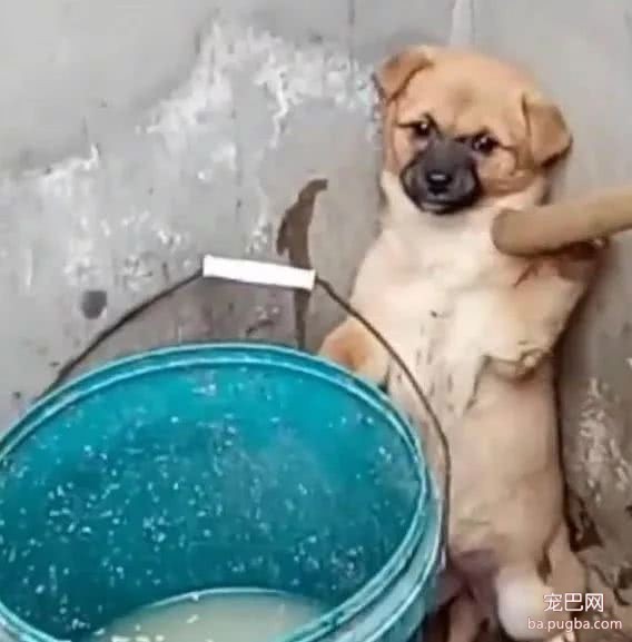 小黄狗因为捣蛋被网友罚站，结果它的一个微表情，主人笑的扶墙走-2.jpeg