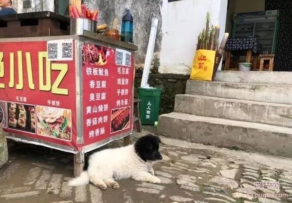 网友去黄山玩，遇到了一只很傲娇的老板，不理人不说还超任性...-2.jpeg