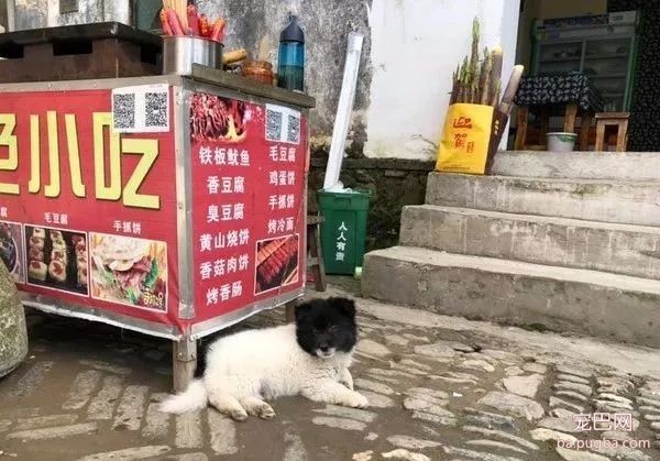网友去黄山玩，遇到了一只很傲娇的老板，不理人不说还超任性...-1.jpeg
