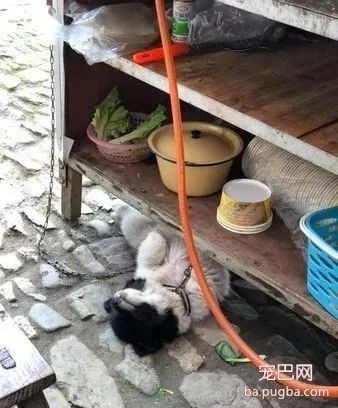 网友去黄山玩，遇到了一只很傲娇的老板，不理人不说还超任性...-4.jpeg