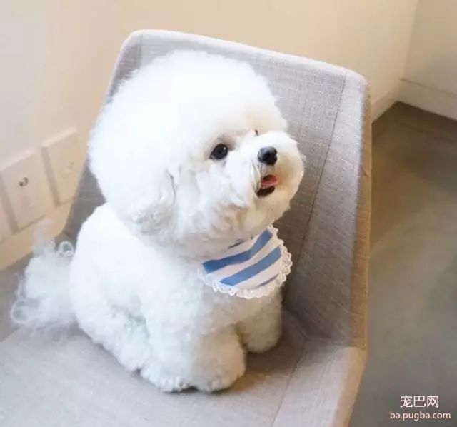 让比熊毛发漂亮的秘诀就在这里啦~-1.jpeg