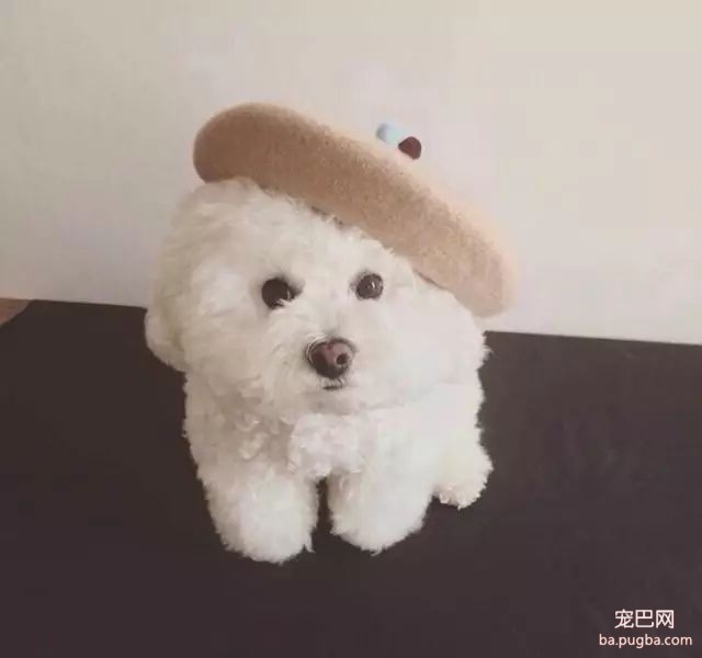 让比熊毛发漂亮的秘诀就在这里啦~-2.jpeg