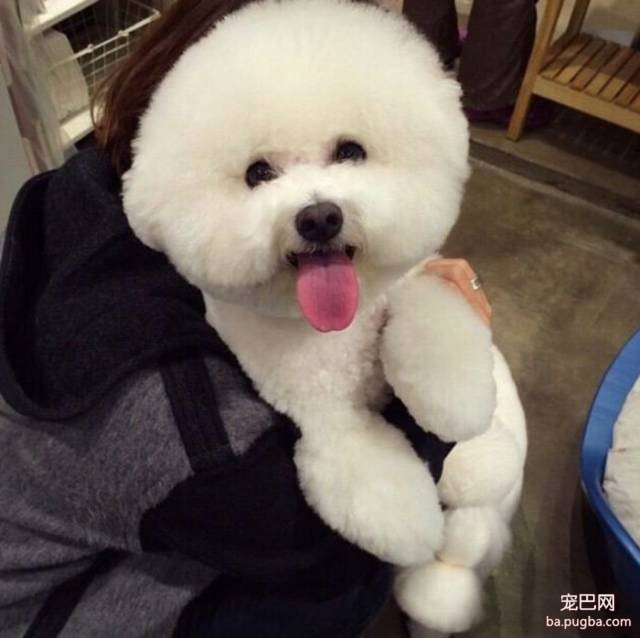 让比熊毛发漂亮的秘诀就在这里啦~-3.jpeg