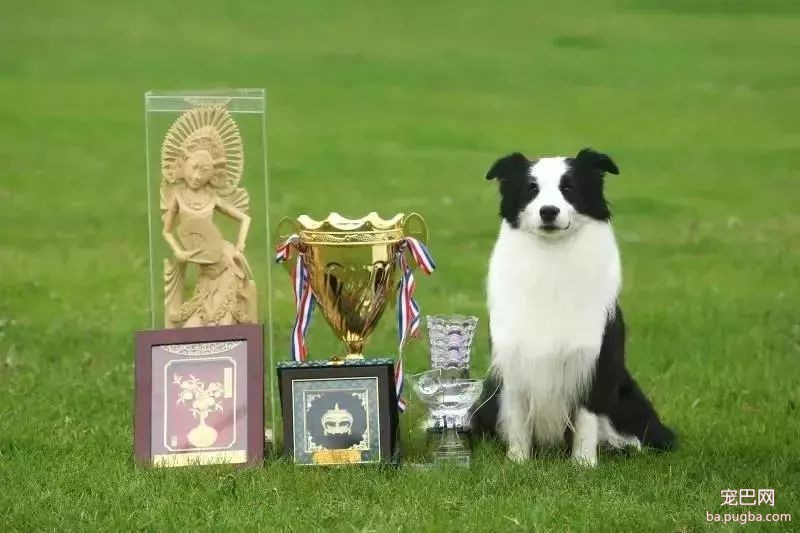 繁殖者必读 | 犬销售问答集锦-9.jpeg