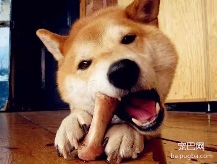 什么时候可以开始给小狗喂干粮？-4.jpeg
