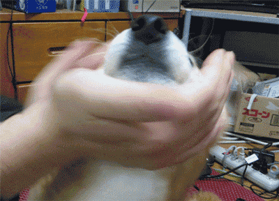 如果狗和男朋友同时掉水里，你救谁？-3.gif