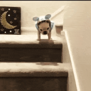 如果狗和男朋友同时掉水里，你救谁？-12.gif