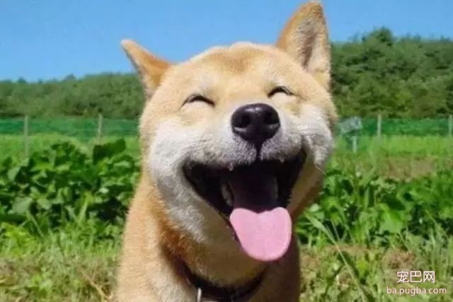 你都听说过那些奇葩的狗名字~-4.jpeg