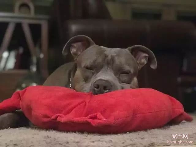 身为铁血硬汪，斗牛犬却对一个枕头操碎了心：请救救我媳妇！-1.jpeg