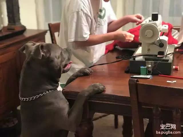 身为铁血硬汪，斗牛犬却对一个枕头操碎了心：请救救我媳妇！-5.jpeg