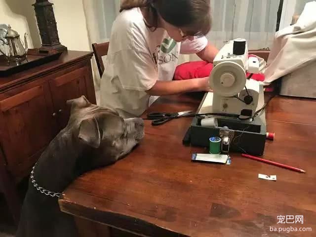 身为铁血硬汪，斗牛犬却对一个枕头操碎了心：请救救我媳妇！-3.jpeg