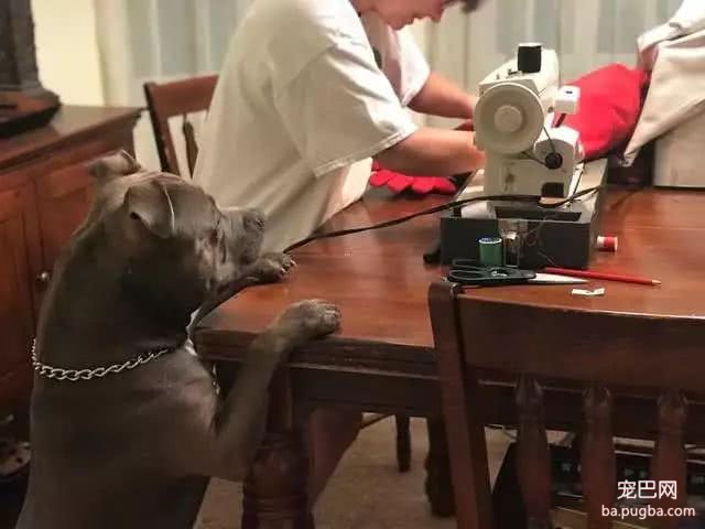 身为铁血硬汪，斗牛犬却对一个枕头操碎了心：请救救我媳妇！-4.jpeg