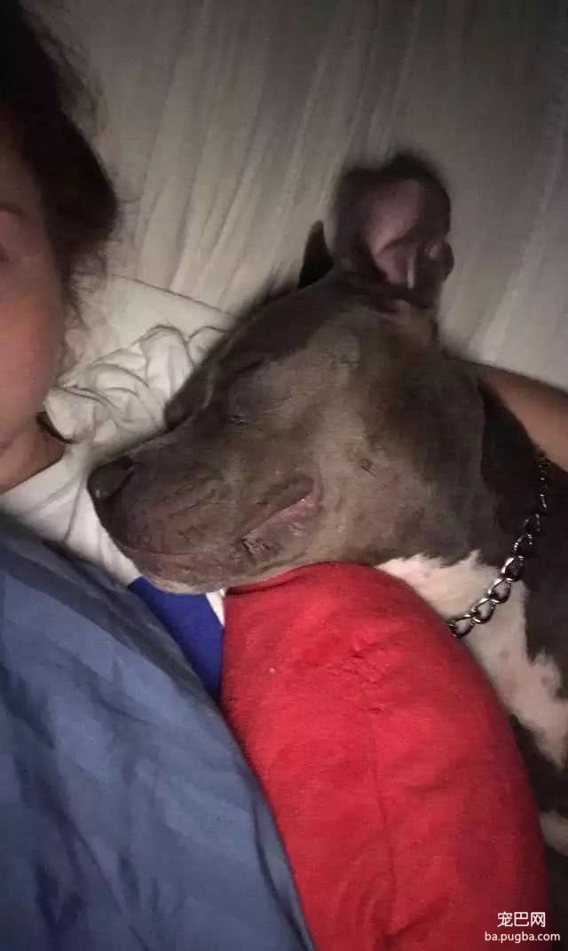 身为铁血硬汪，斗牛犬却对一个枕头操碎了心：请救救我媳妇！-6.jpeg
