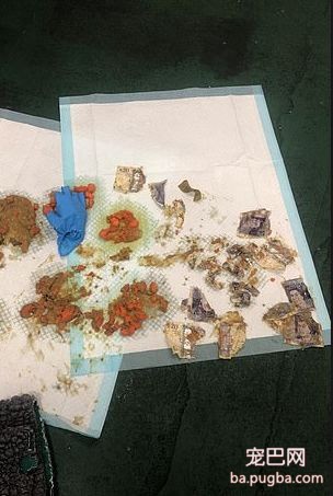 狗砸偷吃1400元现金，催吐花了1100元，铲屎官苦笑：还有赚！-3.jpeg