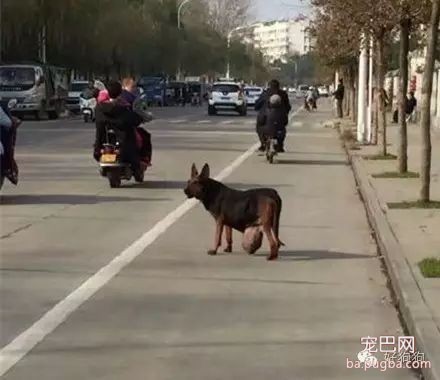 明明有家它却不能回，还要拖着带肿瘤的身体在街头流浪！-1.jpeg