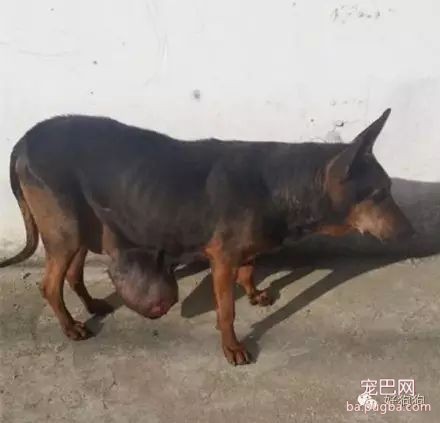 明明有家它却不能回，还要拖着带肿瘤的身体在街头流浪！-3.jpeg