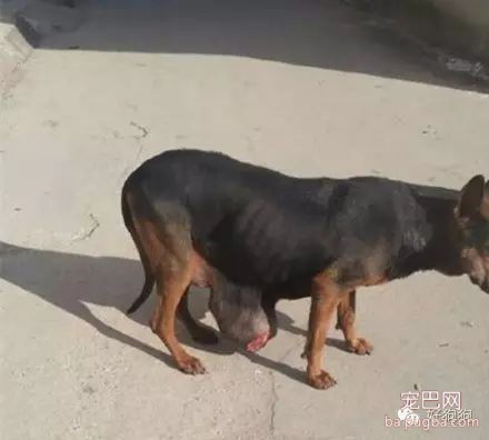 明明有家它却不能回，还要拖着带肿瘤的身体在街头流浪！-2.jpeg