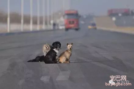 明明有家它却不能回，还要拖着带肿瘤的身体在街头流浪！-7.jpeg