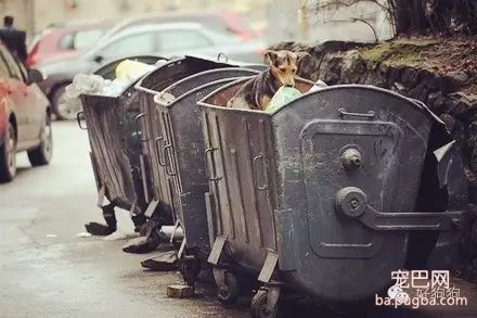 明明有家它却不能回，还要拖着带肿瘤的身体在街头流浪！-6.jpeg