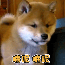 好的训练，让狗有更多的生活自由-2.gif