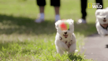 好的训练，让狗有更多的生活自由-3.gif