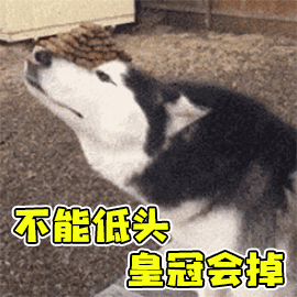好的训练，让狗有更多的生活自由-6.gif
