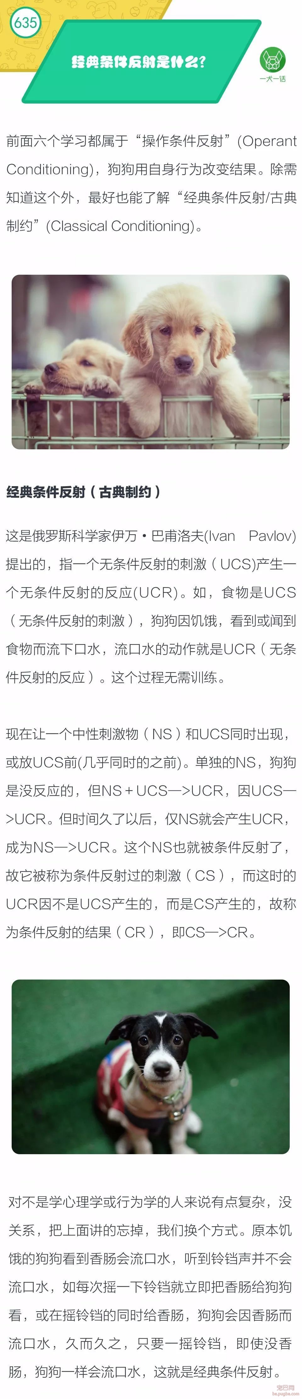 经典条件反射是什么？-1.jpeg