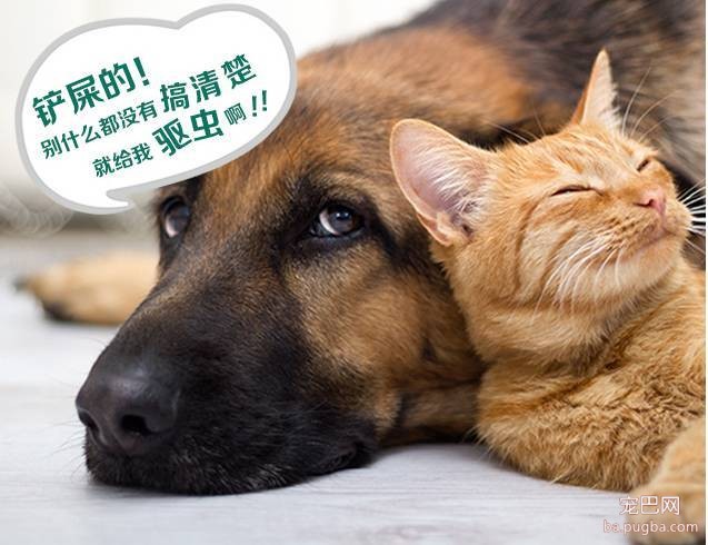 养狗驱虫不到位，除了狗狗自身受到伤害外，还有可能殃及家人！！！-1.jpeg