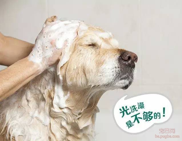 养狗驱虫不到位，除了狗狗自身受到伤害外，还有可能殃及家人！！！-2.jpeg