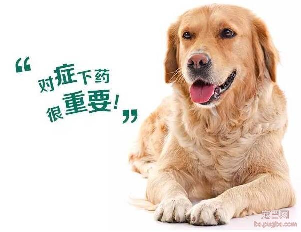 养狗驱虫不到位，除了狗狗自身受到伤害外，还有可能殃及家人！！！-3.jpeg