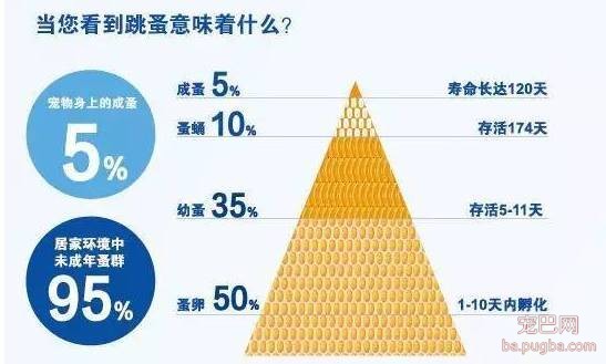养狗驱虫不到位，除了狗狗自身受到伤害外，还有可能殃及家人！！！-4.jpeg