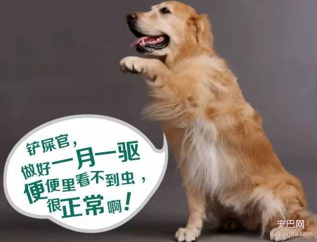 养狗驱虫不到位，除了狗狗自身受到伤害外，还有可能殃及家人！！！-6.jpeg