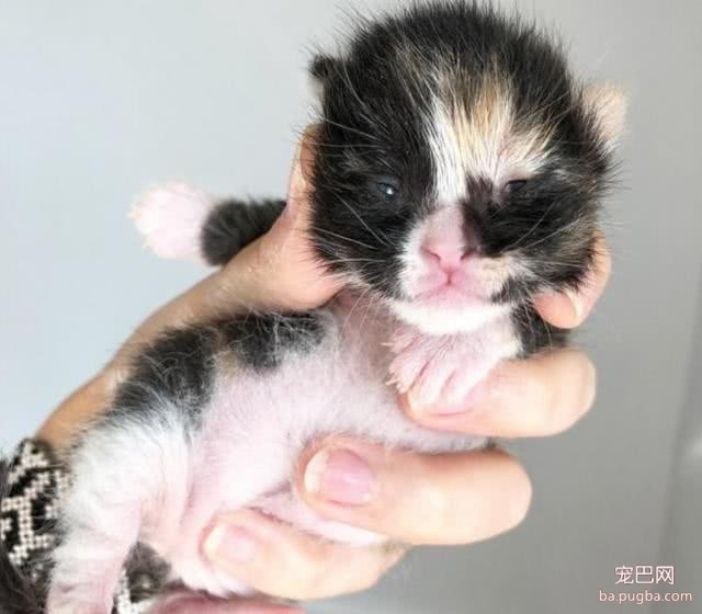 初生小猫被弃街上，悲戚叫声感动路人，“举手之劳”挽回小猫生命-8.jpeg