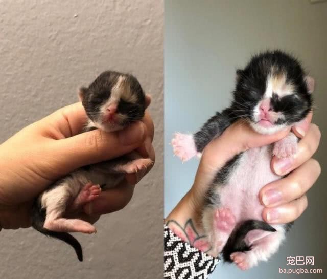 初生小猫被弃街上，悲戚叫声感动路人，“举手之劳”挽回小猫生命-7.jpeg