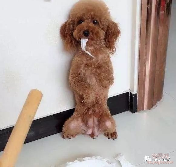 养泰迪的铲屎官，就算在生气也不要用这五个办法惩罚它，不然…-1.jpeg